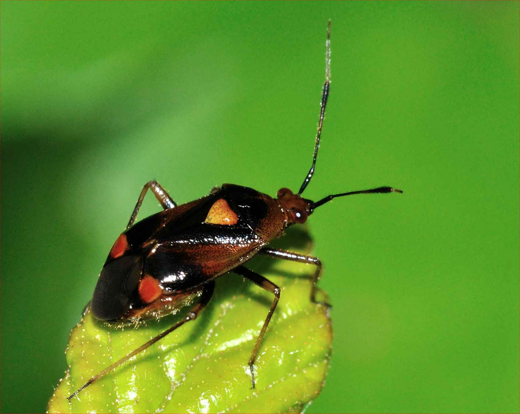 Deraeocoris ruber ?